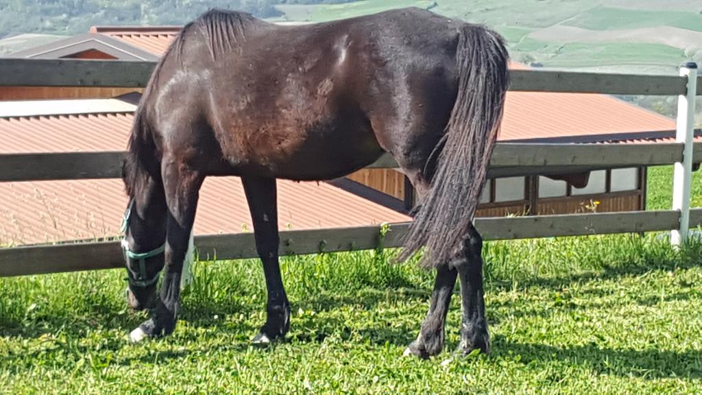 Allevamento B&B Pozzol Groppo Kültér fotó